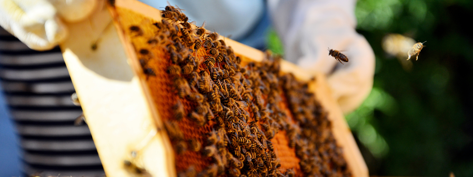 Purpose as a core element of leadership